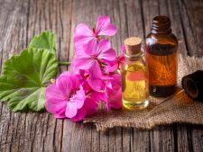 Geranium flower and geranium oil